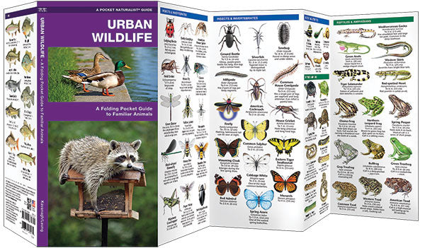 Urban Wildlife Pocket Guide