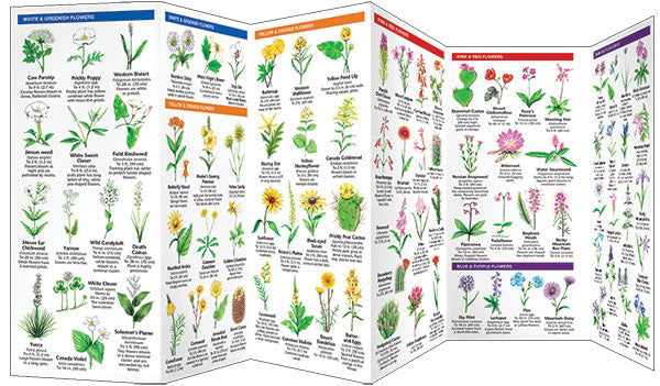 Utah Trees &amp; Wildflowers Pocket Guide - Birds Choice