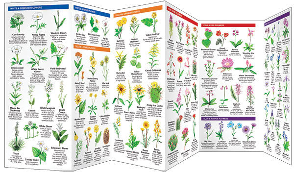 Utah Trees & Wildflowers Pocket Guide