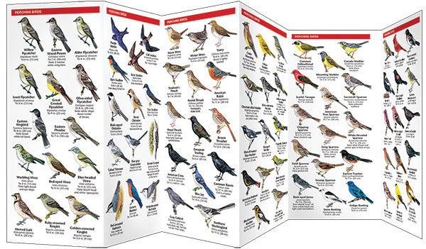Vermont Birds Pocket Guide - Birds Choice