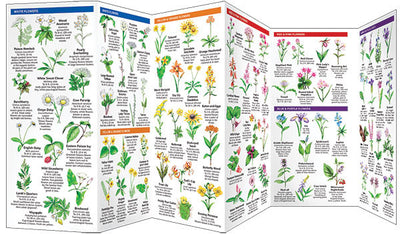 Virginia Trees & Wildflowers Pocket Guide