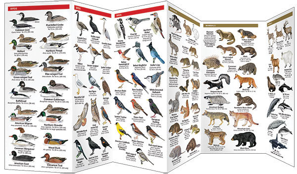 Washington State Wildlife Pocket Guide