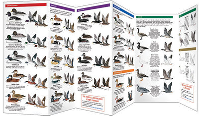 Waterfowl Pocket Guide