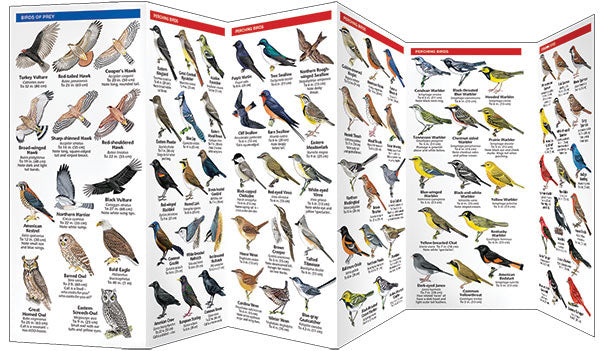 West Virginia Birds Pocket Guide - Birds Choice