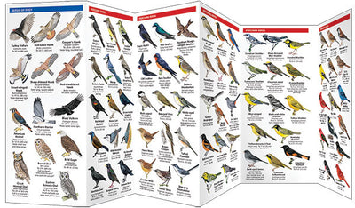 West Virginia Birds Pocket Guide