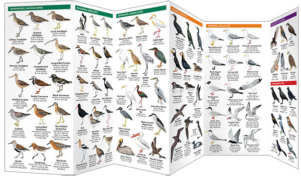 Western Coastal Birds Pocket Guide - Birds Choice
