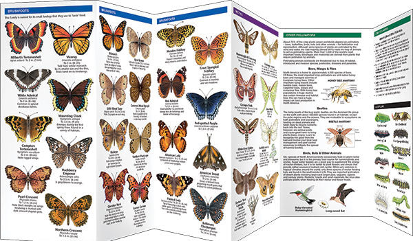 Wisconsin Butterflies &amp; Pollinators Pocket Guide - Birds Choice