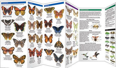 Wisconsin Butterflies & Pollinators Pocket Guide