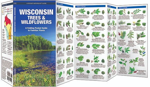 Wisconsin Trees & Wildflowers – Birds Choice