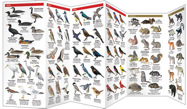 Wisconsin Wildlife Pocket Guide - Birds Choice