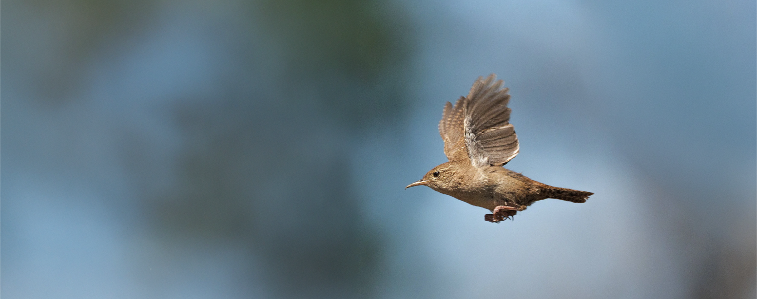 Backyard birding