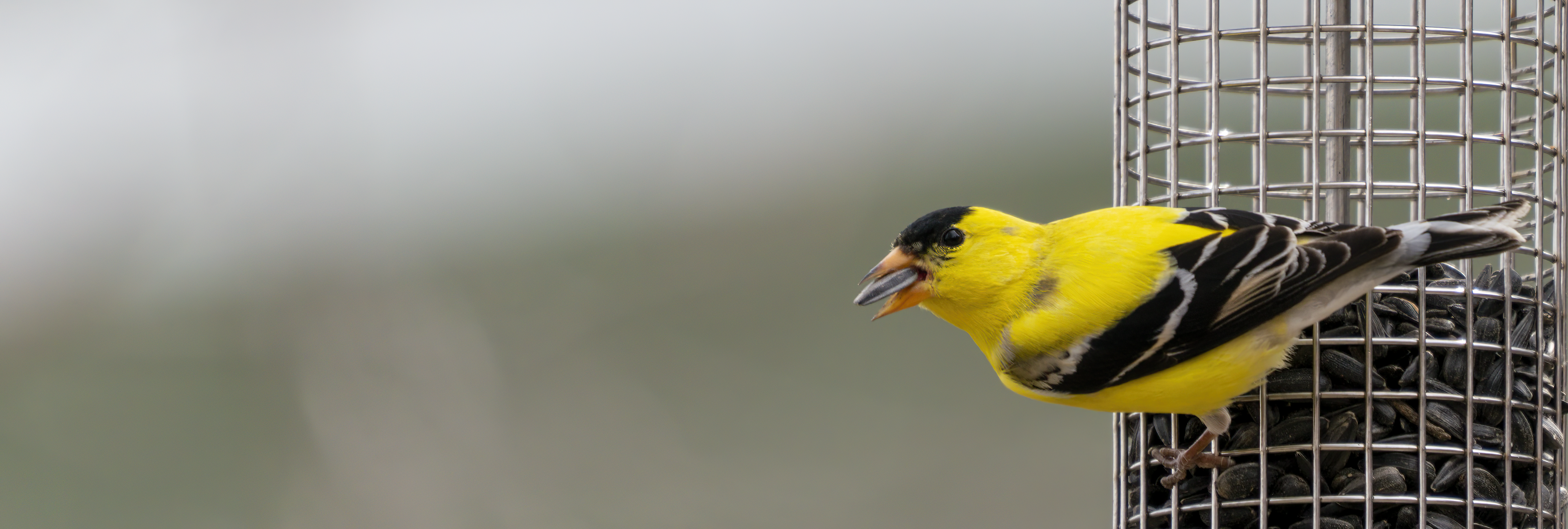 Backyard birding