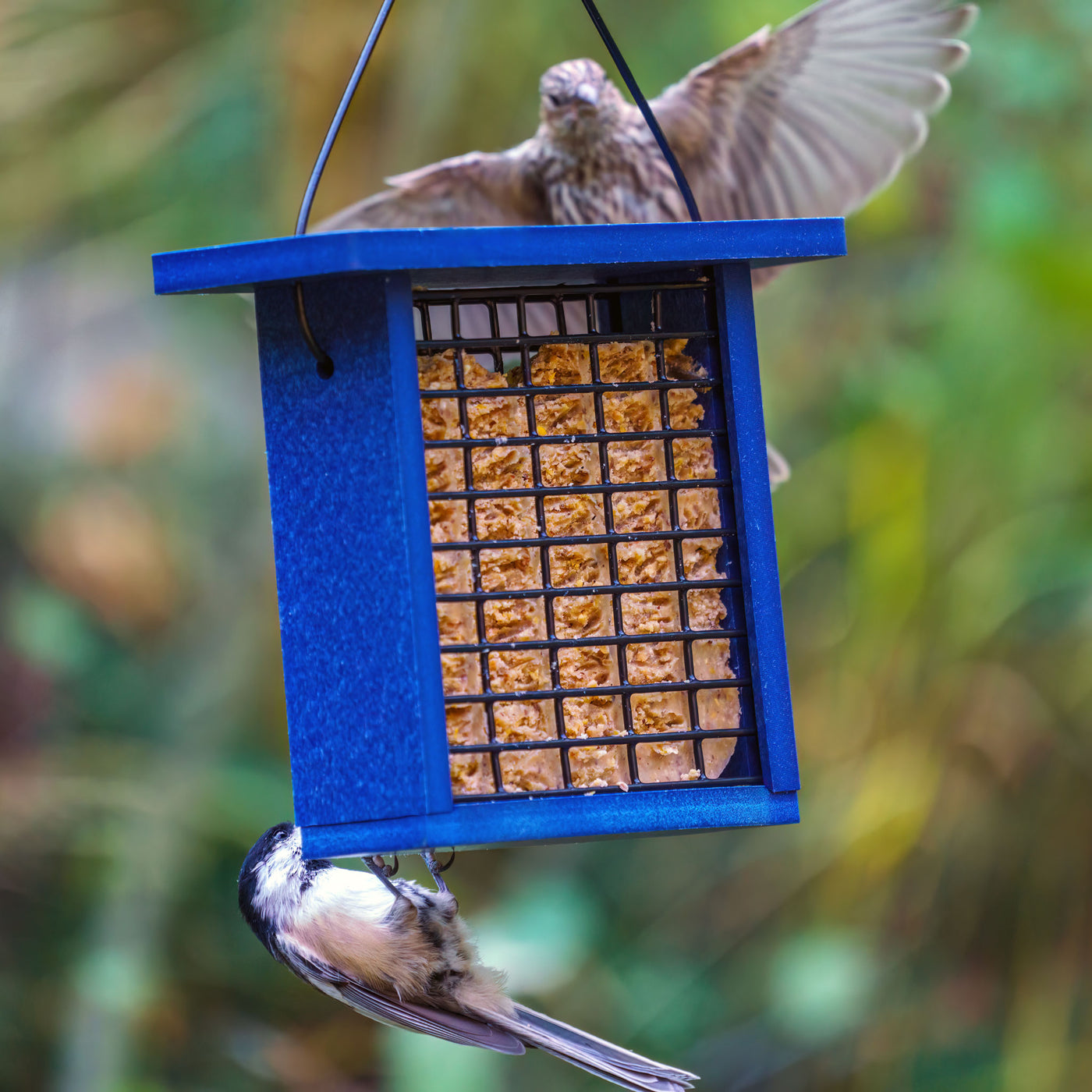 Recycled Plastic Suet Feeder in Blue - Birds Choice