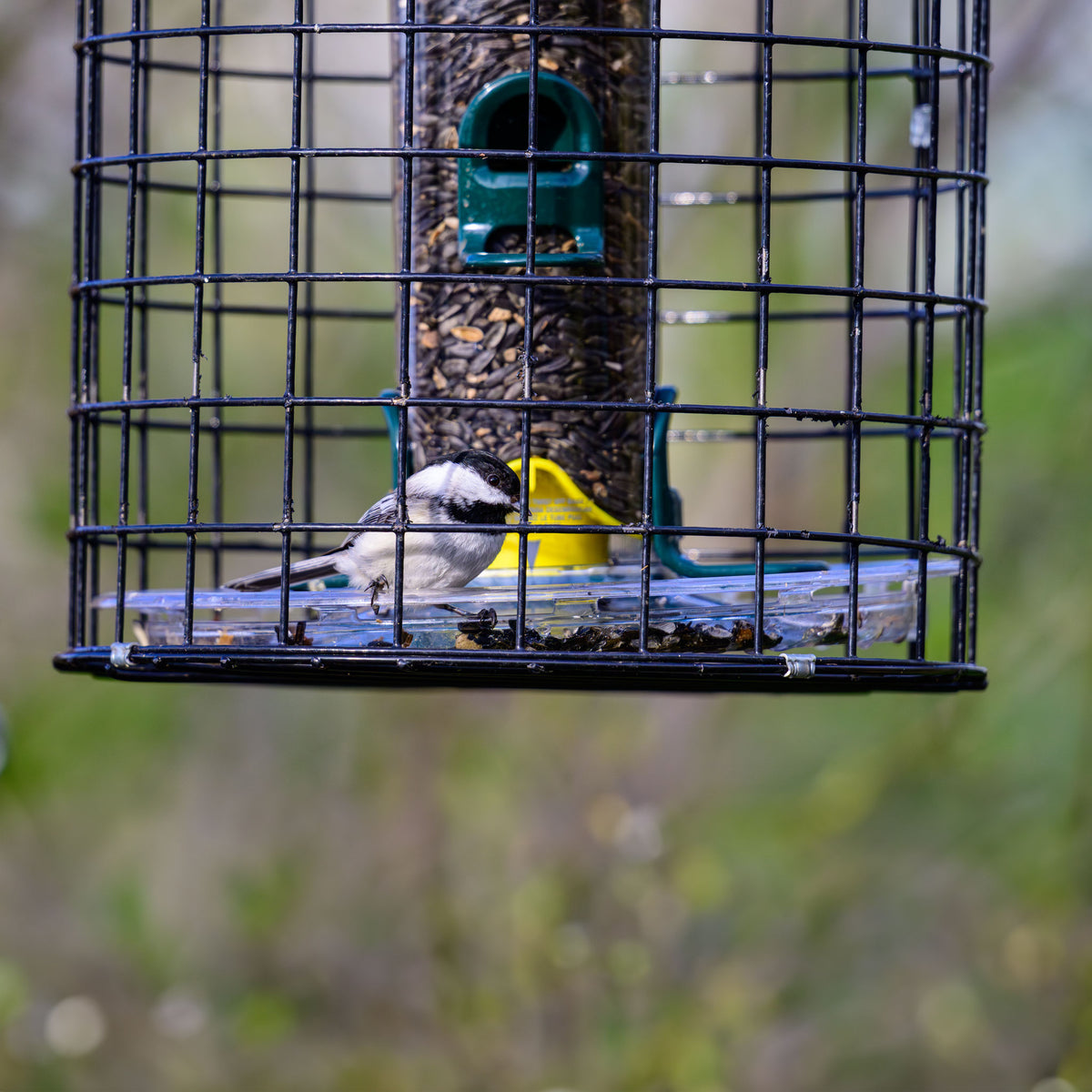 Brome Squirrel-Proof Tube Feeder with Cage &amp; Seed Tray - Birds Choice