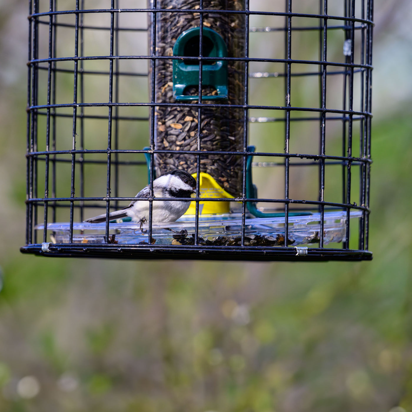 Squirrel-Proof Tube Feeder with Cage & Seed Tray