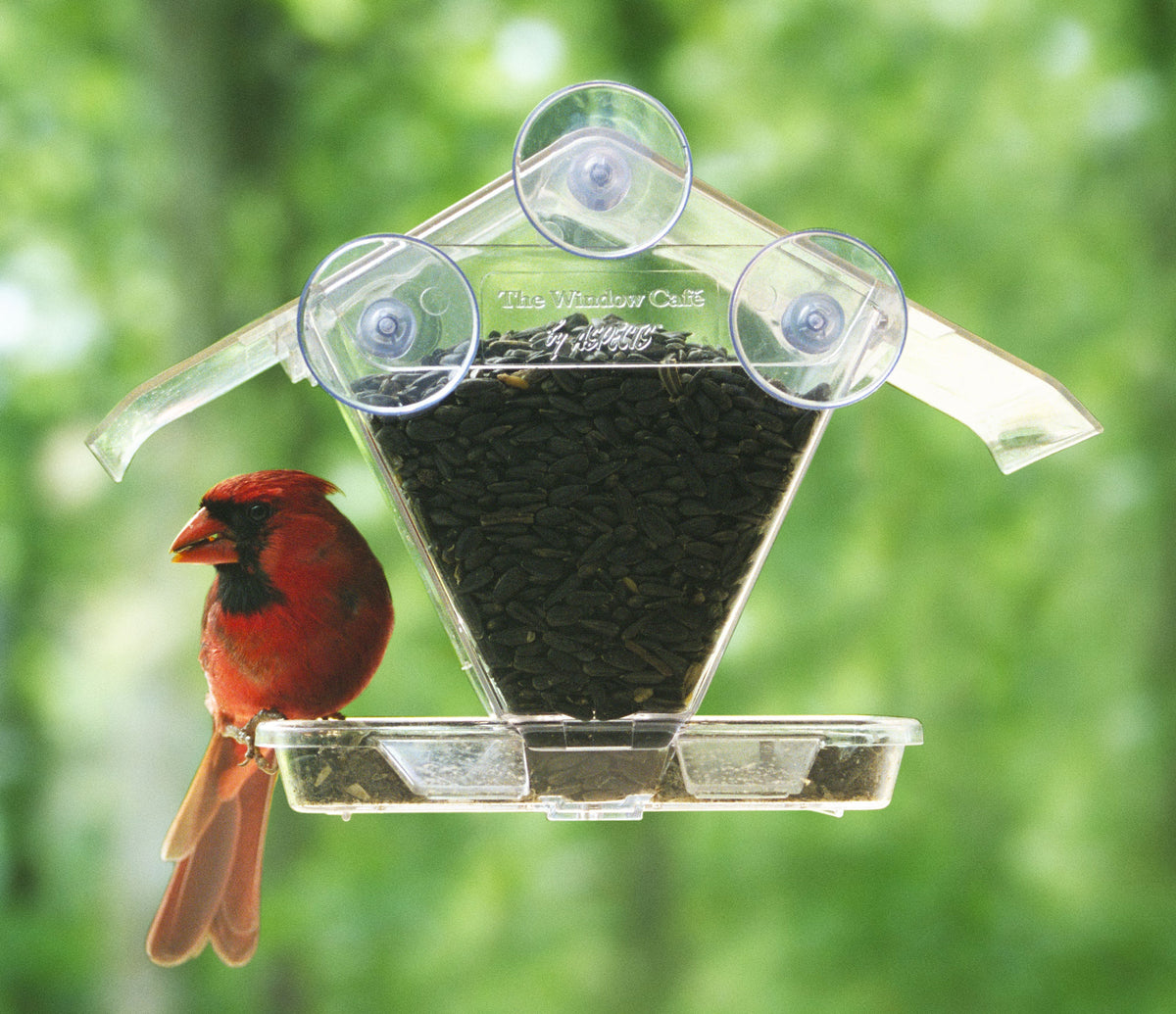 Aspects - The Window Cafe Bird Feeder - Birds Choice