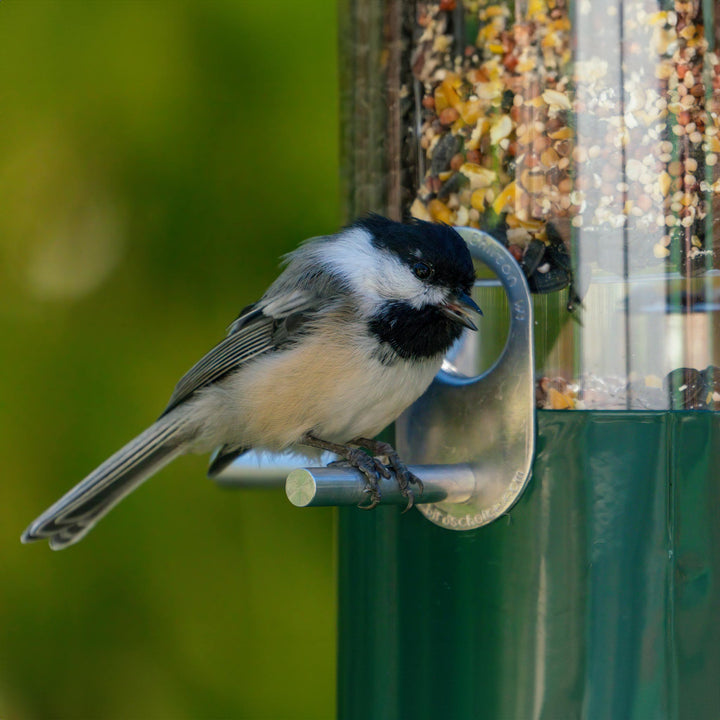 Squirrel Proof Classic Bird Feeder with Pole and Squirrel Baffle - Birds Choice