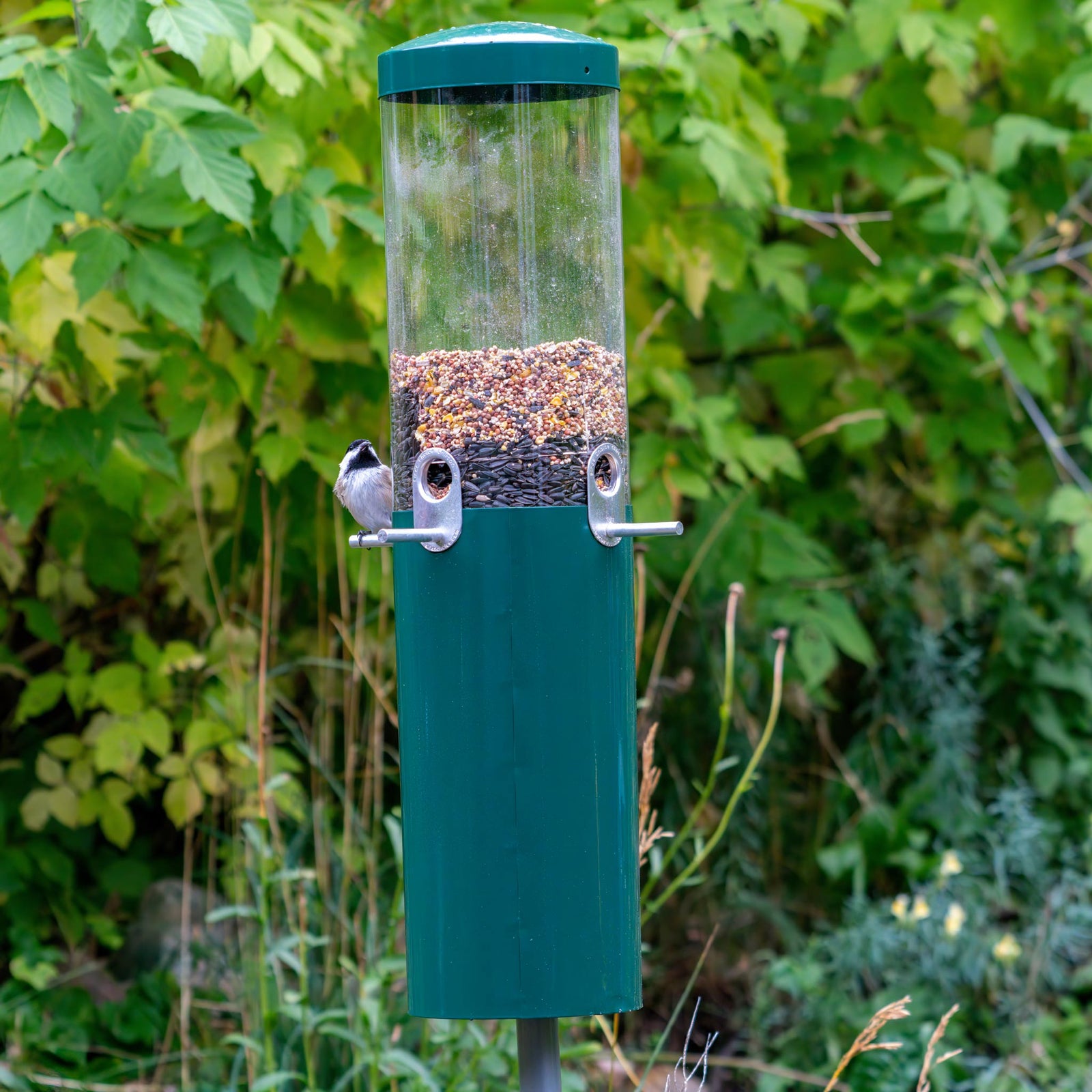 Squirrel Proof Classic Bird Feeder with Pole and Squirrel Baffle - Birds Choice