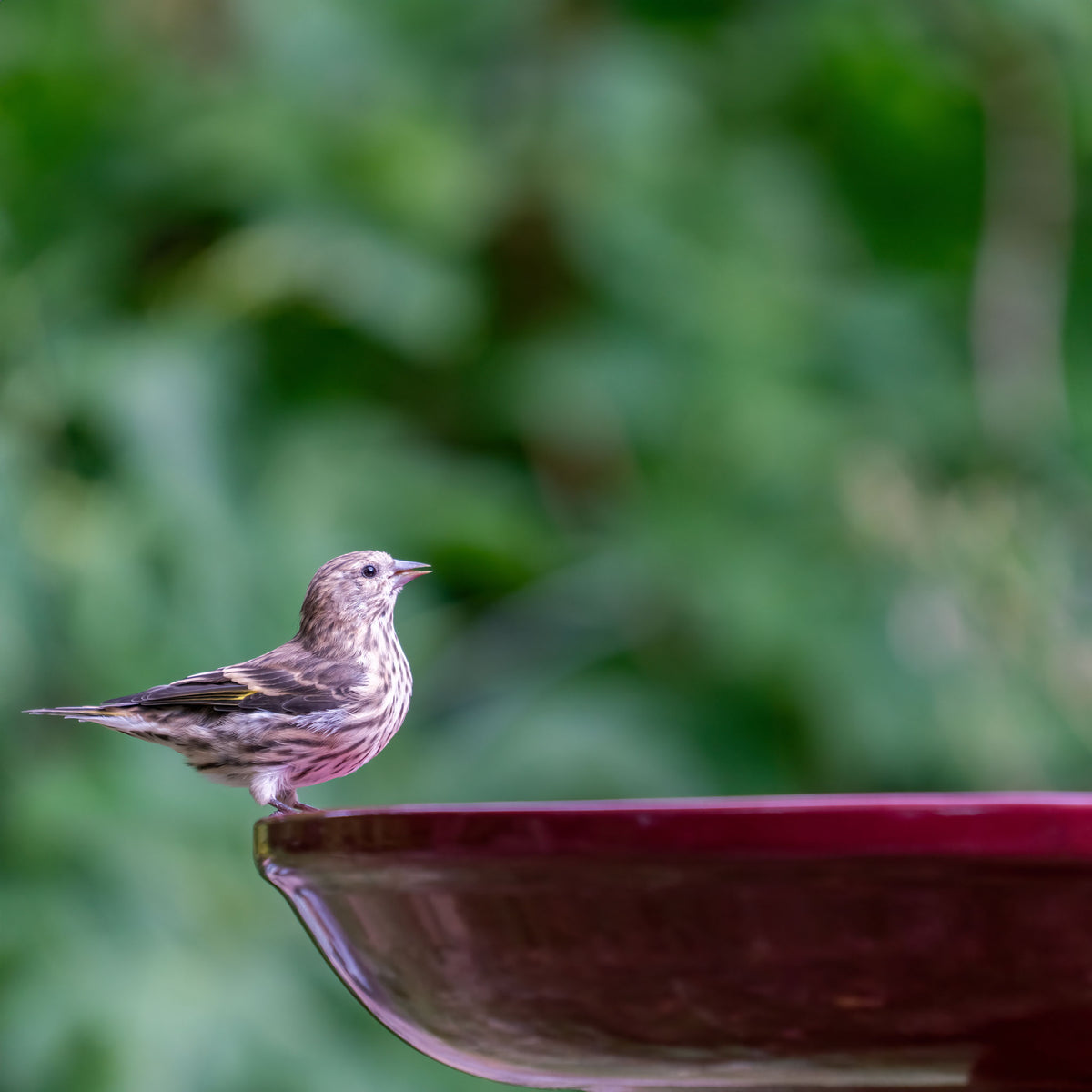 Ohio Stoneware Bird Bath in Burgundy Made in USA - Birds Choice