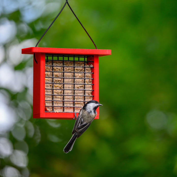 Recycled Plastic Suet Feeder in Red - Birds Choice