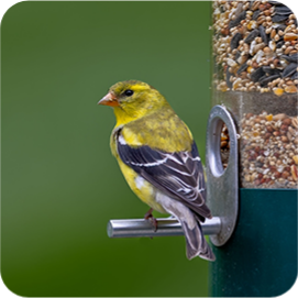bird