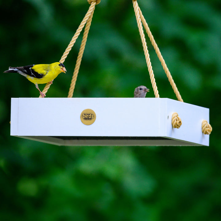 Modern Farmhouse Small Hanging Platform Bird Feeder in White - Birds Choice