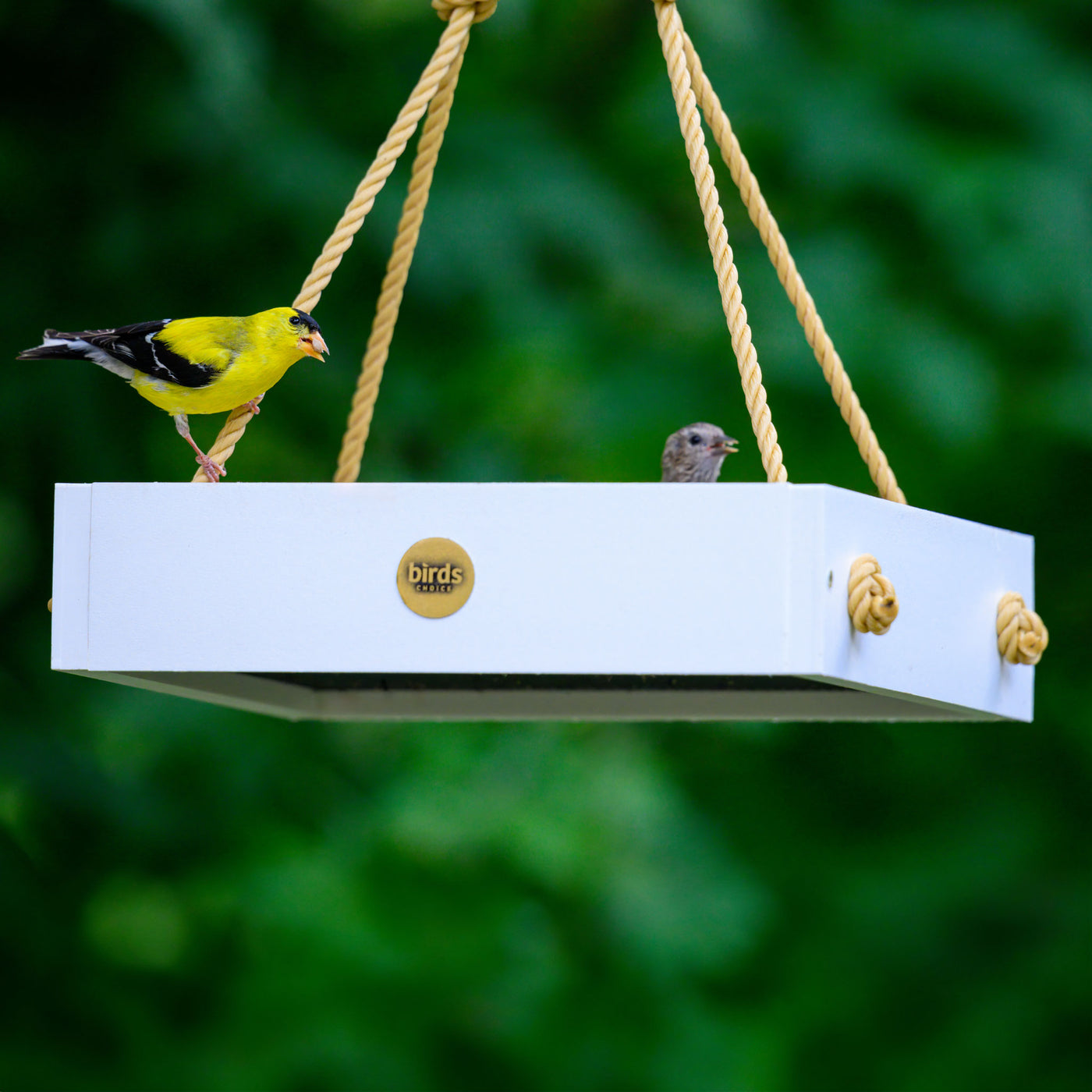 Modern Farmhouse Small Hanging Platform Bird Feeder in White