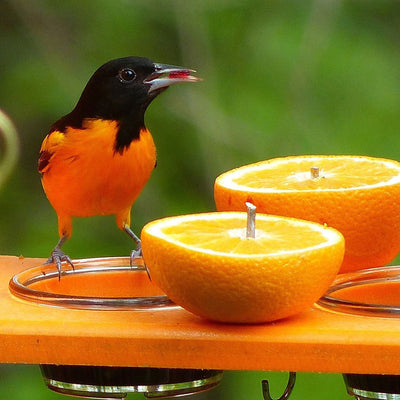 Recycled Oriole Bird Feeder for Oranges and Jelly in Orange - Birds Choice