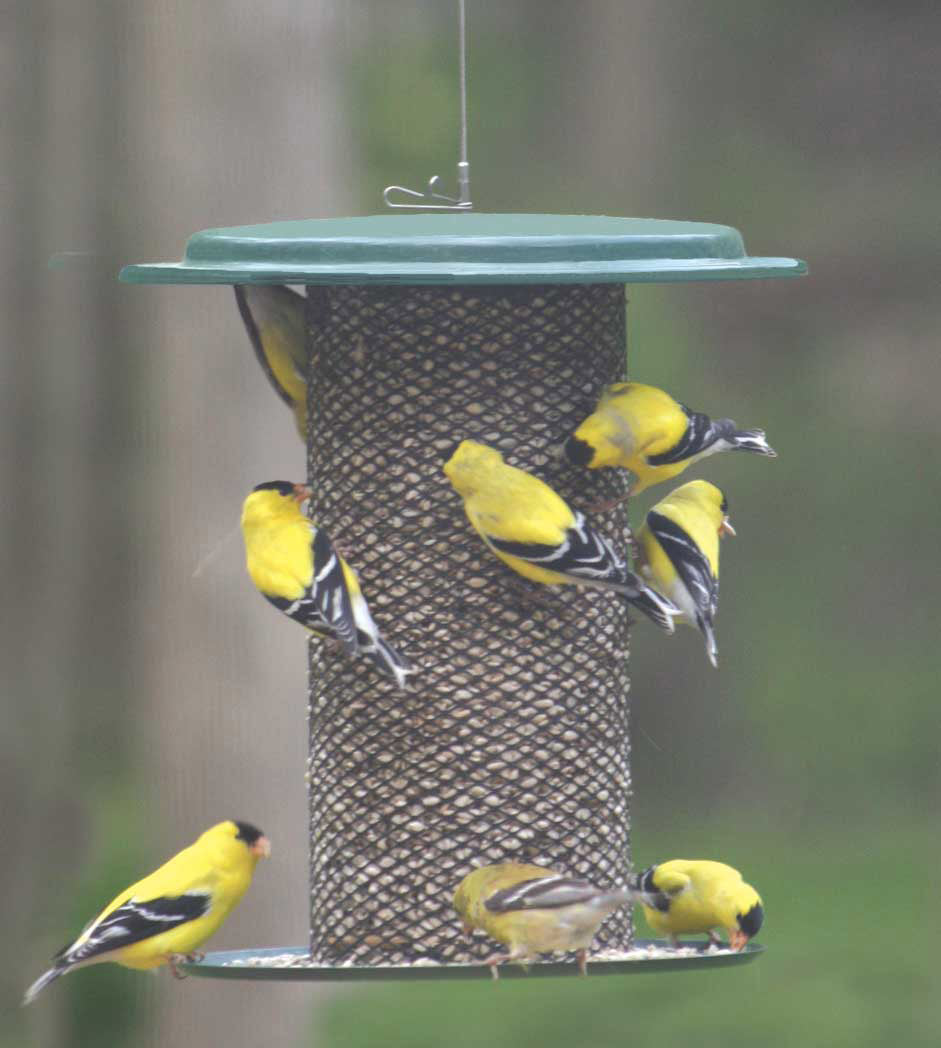 Magnet Mesh Bird Feeder for Safflower and Hulled Sunflower - Birds Choice